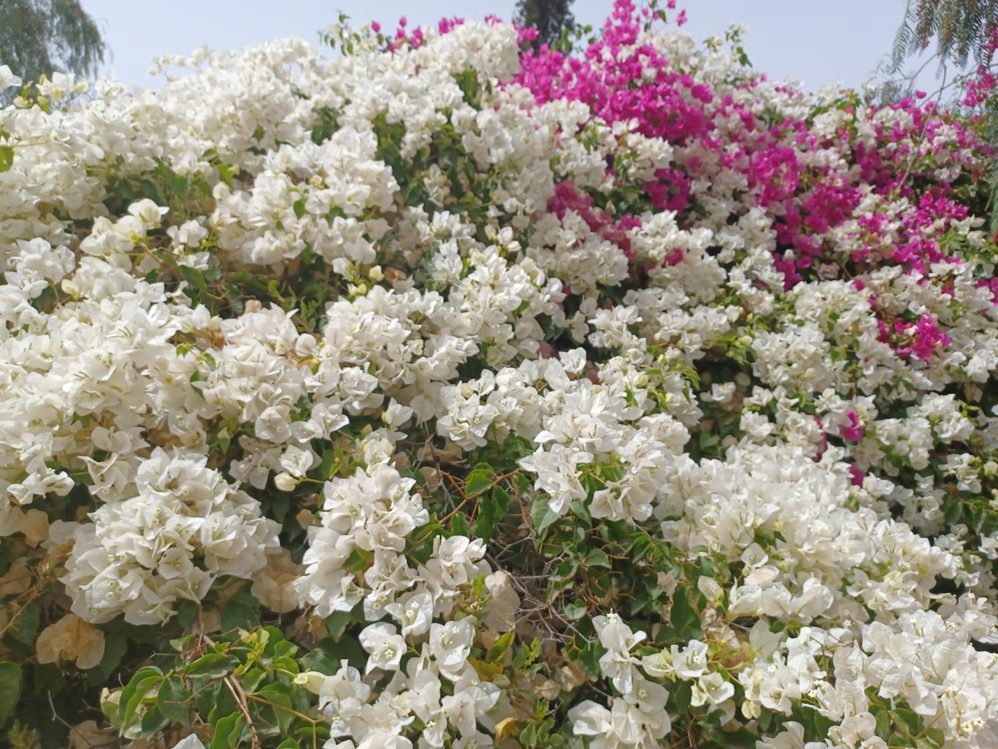 Sidi Boumoussa Riad-Villa Agadir-Taroudant מראה חיצוני תמונה