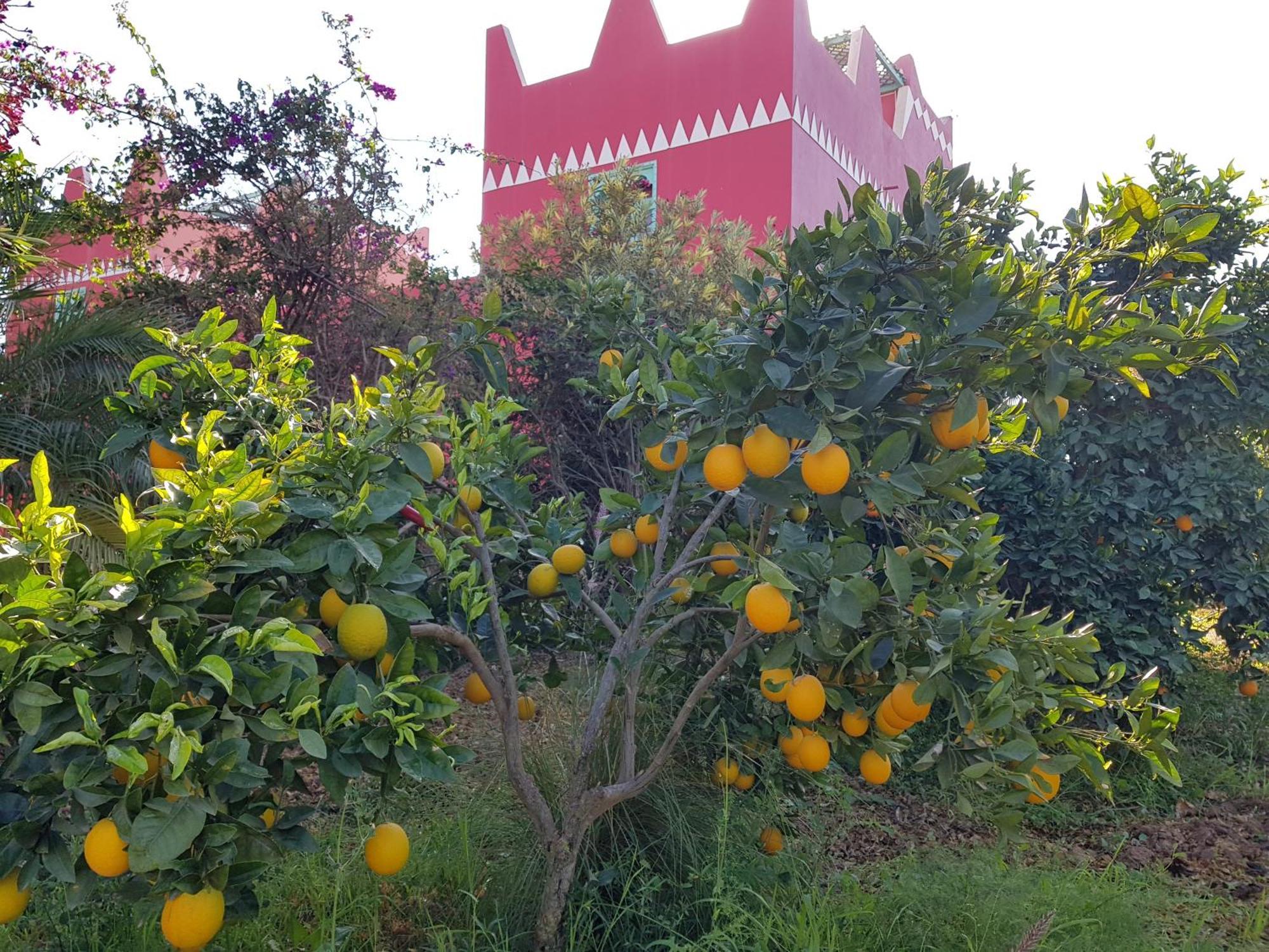 Sidi Boumoussa Riad-Villa Agadir-Taroudant מראה חיצוני תמונה